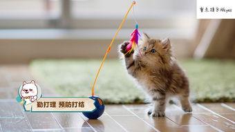 娱乐吃瓜酱不如猫,揭秘娱乐圈幕后真相